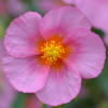 Helianthemum Laurensons Pink - Abriachan Nurseries